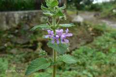 Hyptis suaveolens